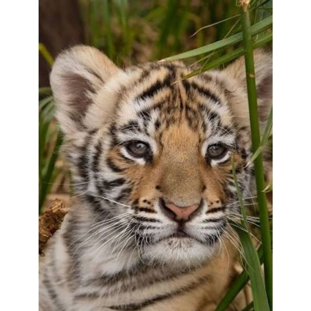 Custom Fridge Magnet Tiger Cub Home Kitchen Decor